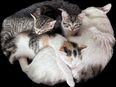 Süße Kitten in 96149