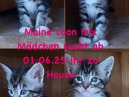Maine coon mix Mädchen ab 01.06.25 - Saarbrücken