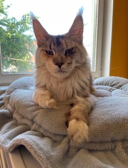 Maine Coon Katze mit Stammbaum - Ellhofen