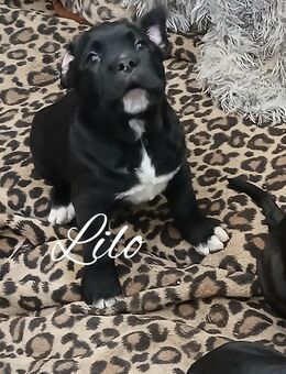 Carne Corso Presa Canario - Marsberg