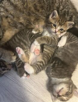 BKH Kitten Mix Katzenbabys m - Werl