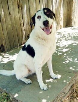 Tabby - wird eine tolle Begleiterin - Krefeld