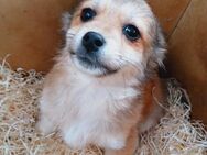 💛Welpe Caramel sucht Zuhause🐾 - Eislingen (Fils)