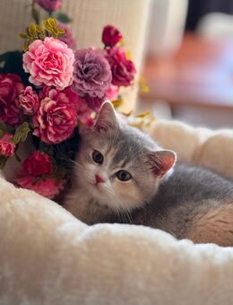 BKH Kitten Mädchen SOFORT abgabebereit - Brieskow-Finkenheerd