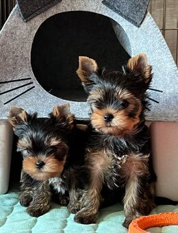 Super süße Biewer und Yorkshire Terrier Welpen. - München
