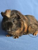 ❤️ HILARIA ❤️ d Meerschweinchen weibchen Crested in 44263