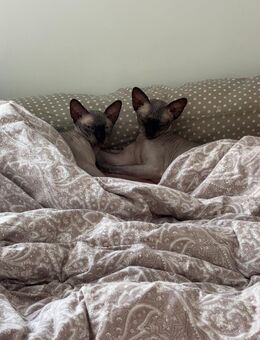 Sphynx Brüder zu verkaufen - Neustadt (Hessen)