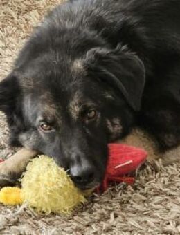 Dean sucht sein Für-Immer-Zuhause - München