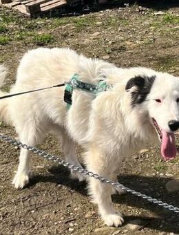 💜🐾 Fröhliche junge Bailey 🐾 - Eislingen (Fils)