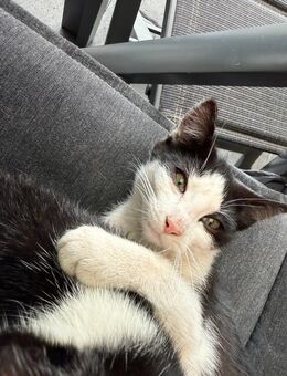 Katzen abzugeben 12 Wochen alt Kitten - Steinfeld (Oldenburg)