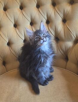Maine Coon Prinzessinnen Black Tabby sucht ein neues Zuhause - Wetterzeube