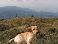 Labrador - Deckrüde - Freiburg (Breisgau)