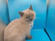 Süße BKH Katzen Babys - Jerxheim