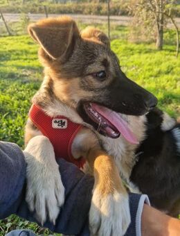 Holly2; vom Findelkind zum Sonnenschein - Geilenkirchen