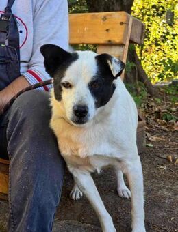 Pfote sucht Herz = sozialer BRUCE🐾🐾♥️ - München