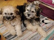 Shih Tzu mix Welpe sucht ein zu Hause - Hünfelden