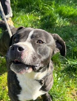 ASHKA - Bollerkopf mit sanfter Seele.... - Kempen