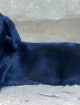 Twinki wartet auf sein Für-Immer-Zuhause - Grevenbroich