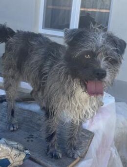 ROXANNE - TEMPERARMENTVOLLE HÜNDIN - Nörten-Hardenberg