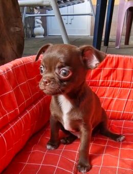 Chihuahua Welpen Kurzhaar - Chemnitz