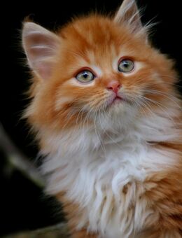 Wunderschöne reinrassige Sibirische Waldkatzen Kitten - Wassenberg