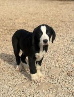 Lupo sucht seine Menschen - München