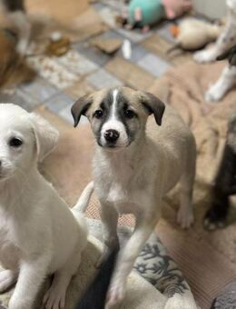 Becky sucht ein Zuhause - Celle