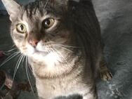 Liebevoller Kater Cádiz - Karlsruhe