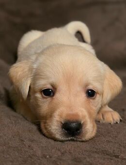 Labradorwelpen suchen neues Zuhause - Magdala