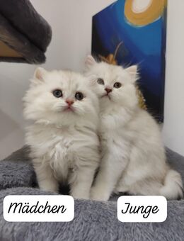 BKH Kitten Gold Schade und Silber Weiß - Frankfurt (Main)