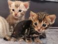 Bengalkitten in 65934