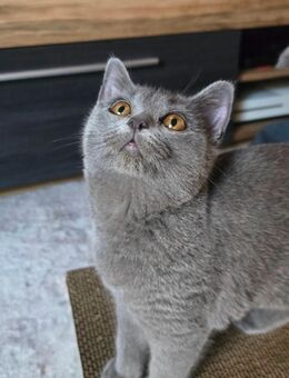 Bkh Mix Kitten - Hilden