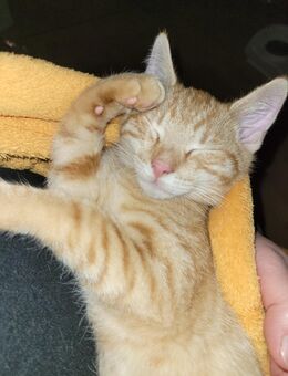 Kitten EKH in orange abzugeben (verkaufen) - Alheim