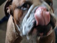 Englische bulldogge - Berlin