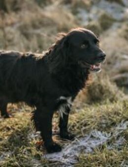 Rambo - Hemmoor