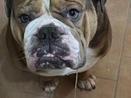 Diego sucht erfahrene Hundebesitzer - Parchim Zentrum