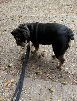 Notfall englische Bulldogge - Neuss