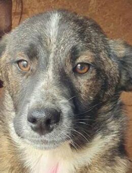 CLARA-hübsche, verspielte Welpen-Hündin, - Rösrath