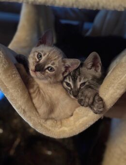 Bengal Kitten (charcoal)in traumhafter Optik - Wriezen