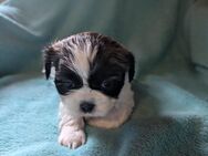 Shih Tzu Hündin Luna RESERVIERT - Seeland Gatersleben