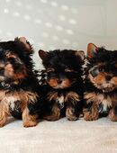 YorkshireTerrier, Hündinnen, black and tan, mit Ahnenpass in 71263