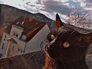 Kater Barney - Neunkirchen (Saarland)