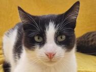 SNICKERS-2 jähriger,hübscher Kater - Rösrath