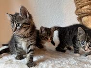 Katzenbabys Dreier Pasch - Brekendorf