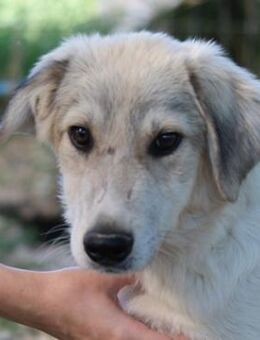 Wax, geb. ca. 04/2022, GRIECHENLAND - Euskirchen