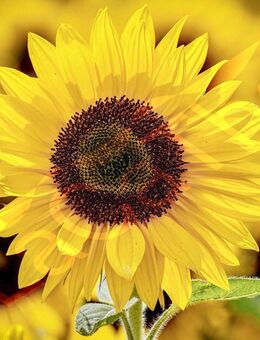 Goldgelbe Sonnenblume Taiyo Samen Sonnenblumensamen Sonnenblumen leuchtend gelbe Blüten Bienenfreundlich Sonnenblumenkerne dunkle Mitte für wildflower Garten und Balkon Geschenk flower present SWR Vatertag Blumenwiese - Pfedelbach