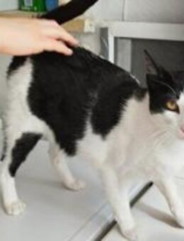 Bimbo-Schmusekater sucht HappyHome - Bad Camberg