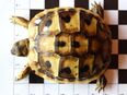 Griechische Landschildkröten THB Nachzucht 2022 Schildkröte in 75395