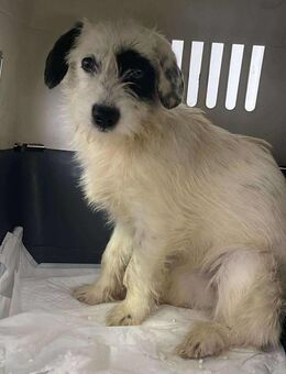 B721 süße weiße Hündin - Neuberg