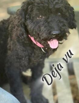 Ich heiße Deja vu ..... - Frankfurt (Main)